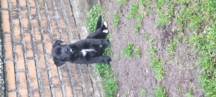 Husky-Malinois Welpen