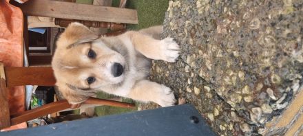 Husky-Malinois Welpen