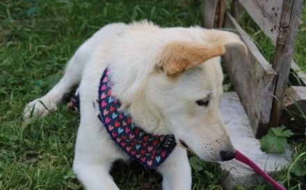 Sonnenschein Souraya sucht ihre Menschen