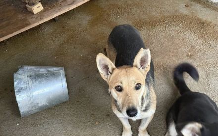 Freundliche Siri sucht Familienanschluss