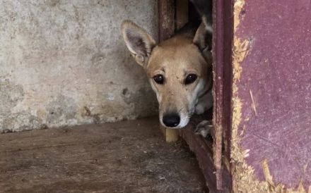 Freundliche Siri sucht Familienanschluss