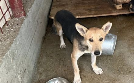 Freundliche Siri sucht Familienanschluss