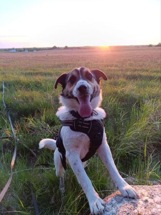 Wir suchen ein liebevolles, neues Zuhause für unseren Hund