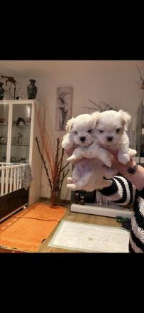 Zwei Malteserwelpen Rüden zuverkaufen