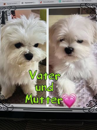 Zwei Malteserwelpen Rüden zuverkaufen