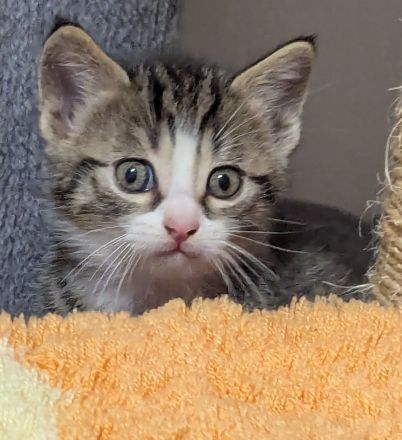 Liebe 1 jährige Hauskatze + 3 Kitten sucht ein neues Zuhause, ab dem 20.12. auch zu zweit