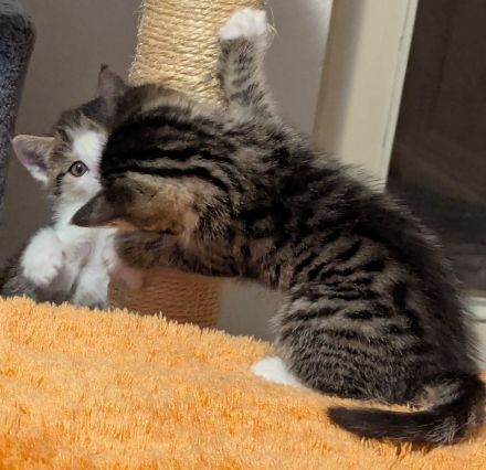 Liebe 1 jährige Hauskatze + 3 Kitten sucht ein neues Zuhause, ab dem 20.12. auch zu zweit