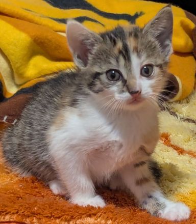 Liebe 1 jährige Hauskatze + 3 Kitten sucht ein neues Zuhause, ab dem 20.12. auch zu zweit