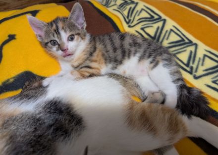 Liebe 1 jährige Hauskatze + 3 Kitten sucht ein neues Zuhause, ab dem 20.12. auch zu zweit