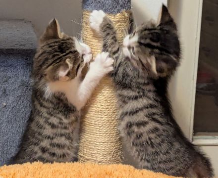 Liebe 1 jährige Hauskatze + 3 Kitten sucht ein neues Zuhause, ab dem 20.12. auch zu zweit