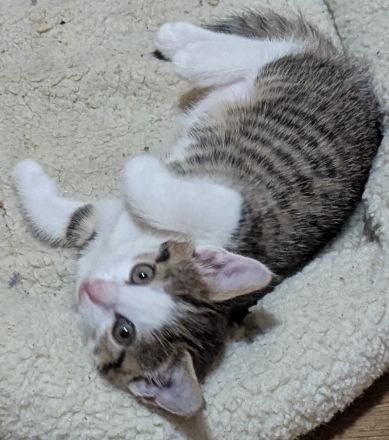 Liebe 1 jährige Hauskatze + 3 Kitten sucht ein neues Zuhause, ab dem 20.12. auch zu zweit