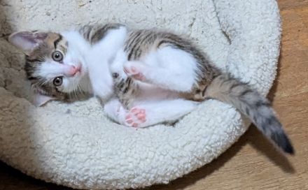 Liebe 1 jährige Hauskatze + 3 Kitten sucht ein neues Zuhause, ab dem 20.12. auch zu zweit