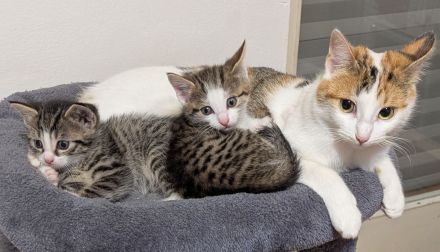 Liebe 1 jährige Hauskatze + 3 Kitten sucht ein neues Zuhause, ab dem 20.12. auch zu zweit