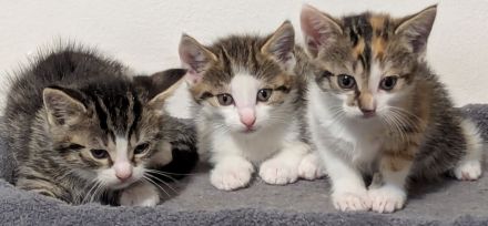 Liebe 1 jährige Hauskatze + 3 Kitten sucht ein neues Zuhause, ab dem 20.12. auch zu zweit