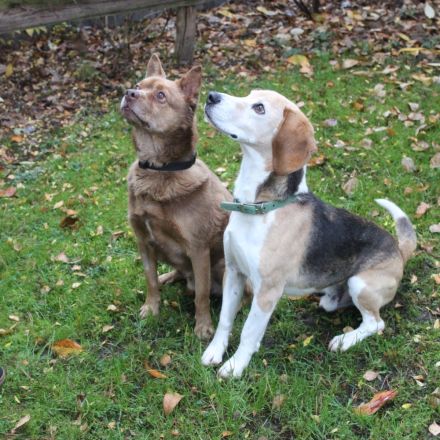 Otto, Beagle, geb. 2014, ein Sonnenschein auf 4 Pfoten