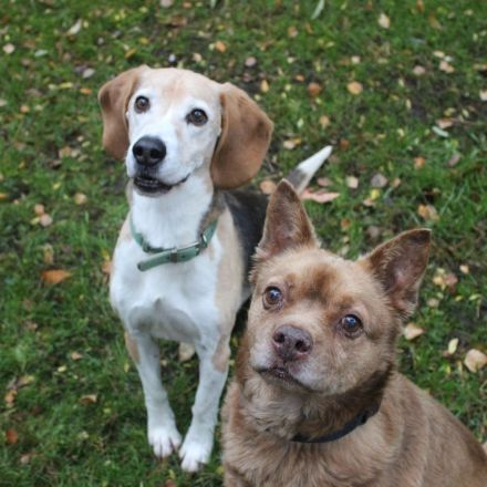 Otto, Beagle, geb. 2014, ein Sonnenschein auf 4 Pfoten