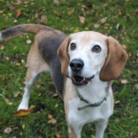 Otto, Beagle, geb. 2014, ein Sonnenschein auf 4 Pfoten
