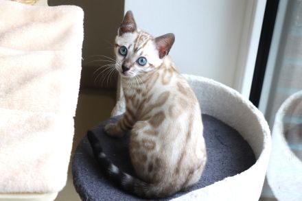 Reinrassige Bengal-Kätzchen - WhatsApp +49 1578 3003637