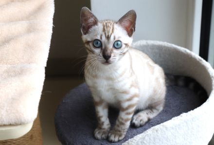 Reinrassige Bengal-Kätzchen - WhatsApp +49 1578 3003637
