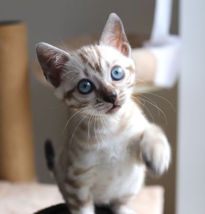 Reinrassige Bengal-Kätzchen - WhatsApp +49 1578 3003637