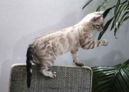 Reinrassige Bengal-Kätzchen - WhatsApp +49 1578 3003637