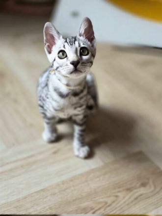 Reinrassige Bengal-Kätzchen - WhatsApp +49 1578 3003637