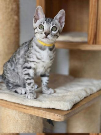 Reinrassige Bengal-Kätzchen - WhatsApp +49 1578 3003637