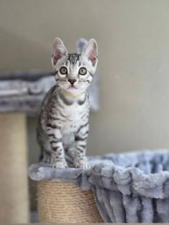 Reinrassige Bengal-Kätzchen - WhatsApp +49 1578 3003637