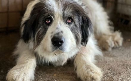 Sanftmütige Lovelle sucht geduldiges Zuhause