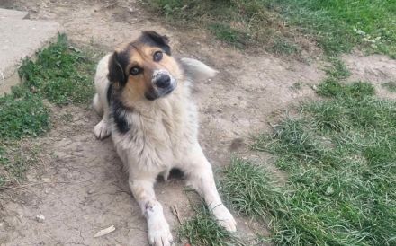 Anhängliche Seele Stina sucht Familie!