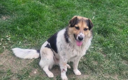 Anhängliche Seele Stina sucht Familie!