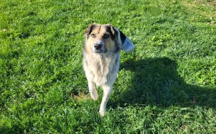 Anhängliche Seele Stina sucht Familie!