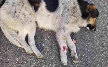 Anhängliche Seele Stina sucht Familie!