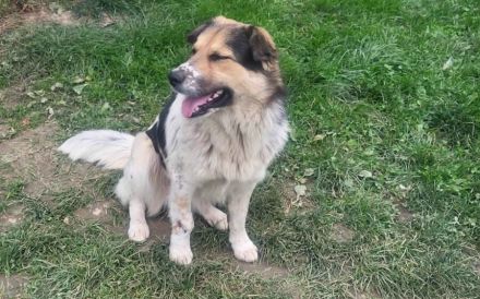 Anhängliche Seele Stina sucht Familie!