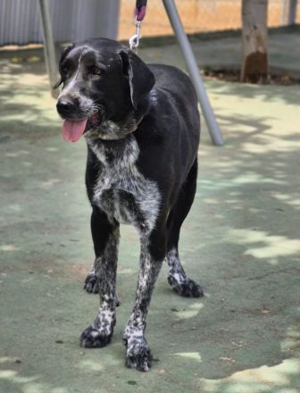 Lala: Groß, gutmütig, souverän