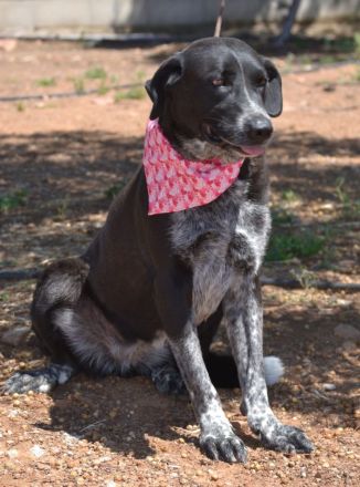 Lala: Groß, gutmütig, souverän