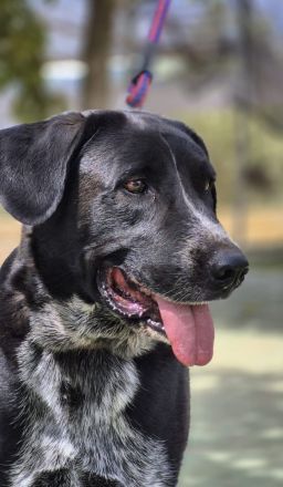 Lala: Groß, gutmütig, souverän