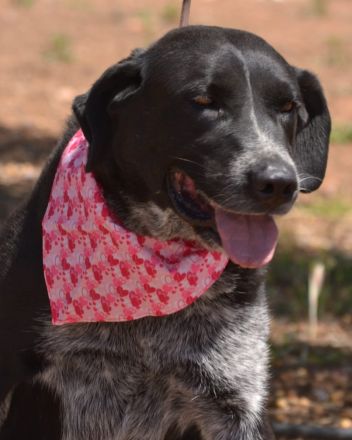 Lala: Groß, gutmütig, souverän