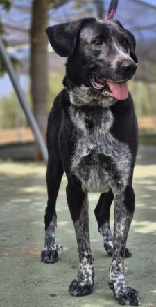 Lala: Groß, gutmütig, souverän