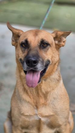 Pride - charismatischer, schöner Schäfi