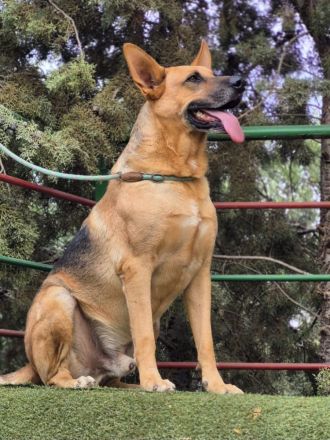 Pride - charismatischer, schöner Schäfi