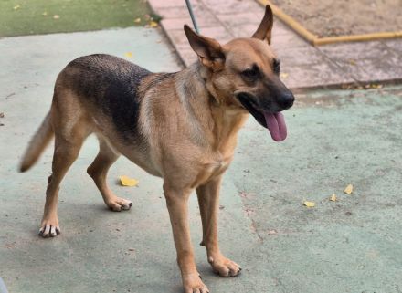 Pride - charismatischer, schöner Schäfi