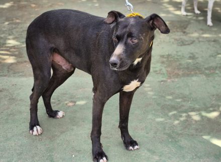 Manzanillo - schwarzer Panther mit Lämmchen-Charakter