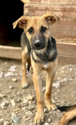 Darina, jung, etwas schüchtern, gutaussehend, möchte noch viel lernen