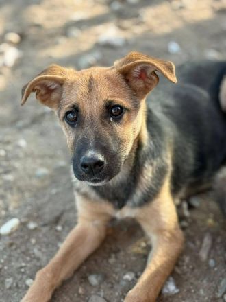 Darina, jung, etwas schüchtern, gutaussehend, möchte noch viel lernen