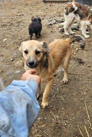 Rania, jung, freundlich, lebhaft, eine liebe Hündin sucht ihr GLÜCK