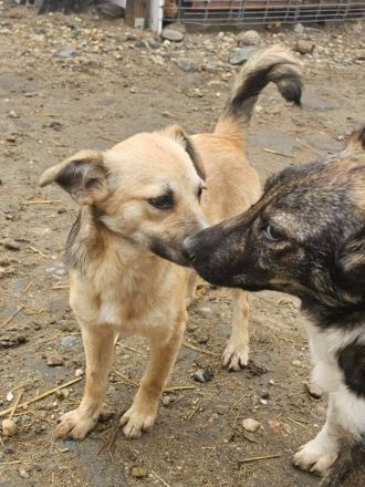 Rania, jung, freundlich, lebhaft, eine liebe Hündin sucht ihr GLÜCK