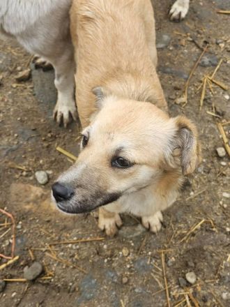 Rania, jung, freundlich, lebhaft, eine liebe Hündin sucht ihr GLÜCK
