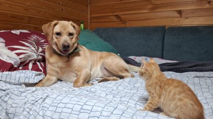 Bella: eine Hundedame mit ganz großem Herz sucht ihr Körbchen