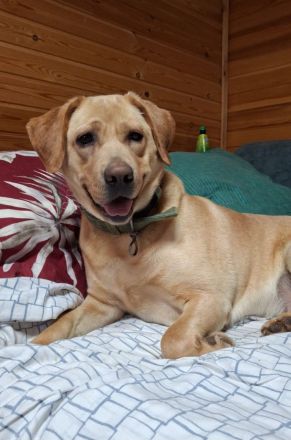 Bella: eine Hundedame mit ganz großem Herz sucht ihr Körbchen